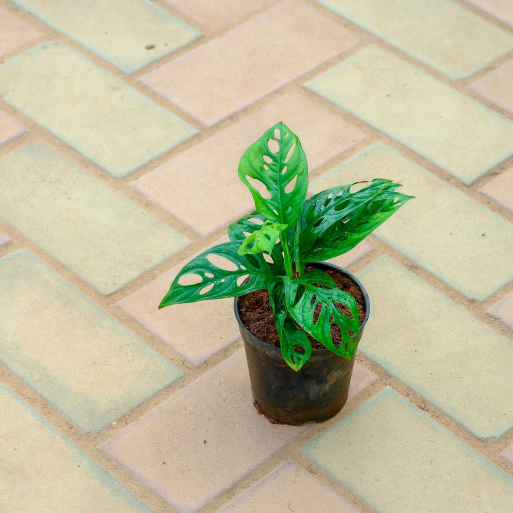 Buy Monstera Broken Heart in 4 Inch Nursery Pot Online | Urvann.com Monstera Broken Heart in 4 Inch Nursery Pot
