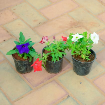 Buy Set Of 3 - Petunia (Red, White & Purple) in 4 Inch Nursery Pot Online | Urvann.com