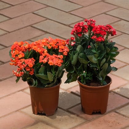Buy Set Of 2 - Kalanchoe Succulent ( Pink & Orange) in 4 Inch Plastic Pot Online | Urvann.com