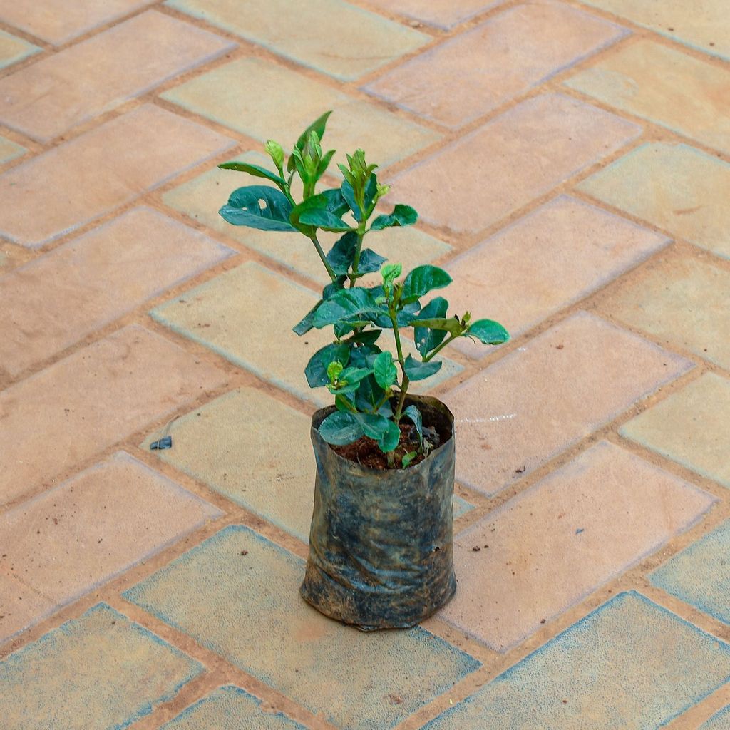 Buy Gardenia / Gandhraaj (any colour) in 4 Inch Nursery Bag Online | Urvann.com Gardenia / Gandhraaj (any colour) in 4 Inch Nursery Bag