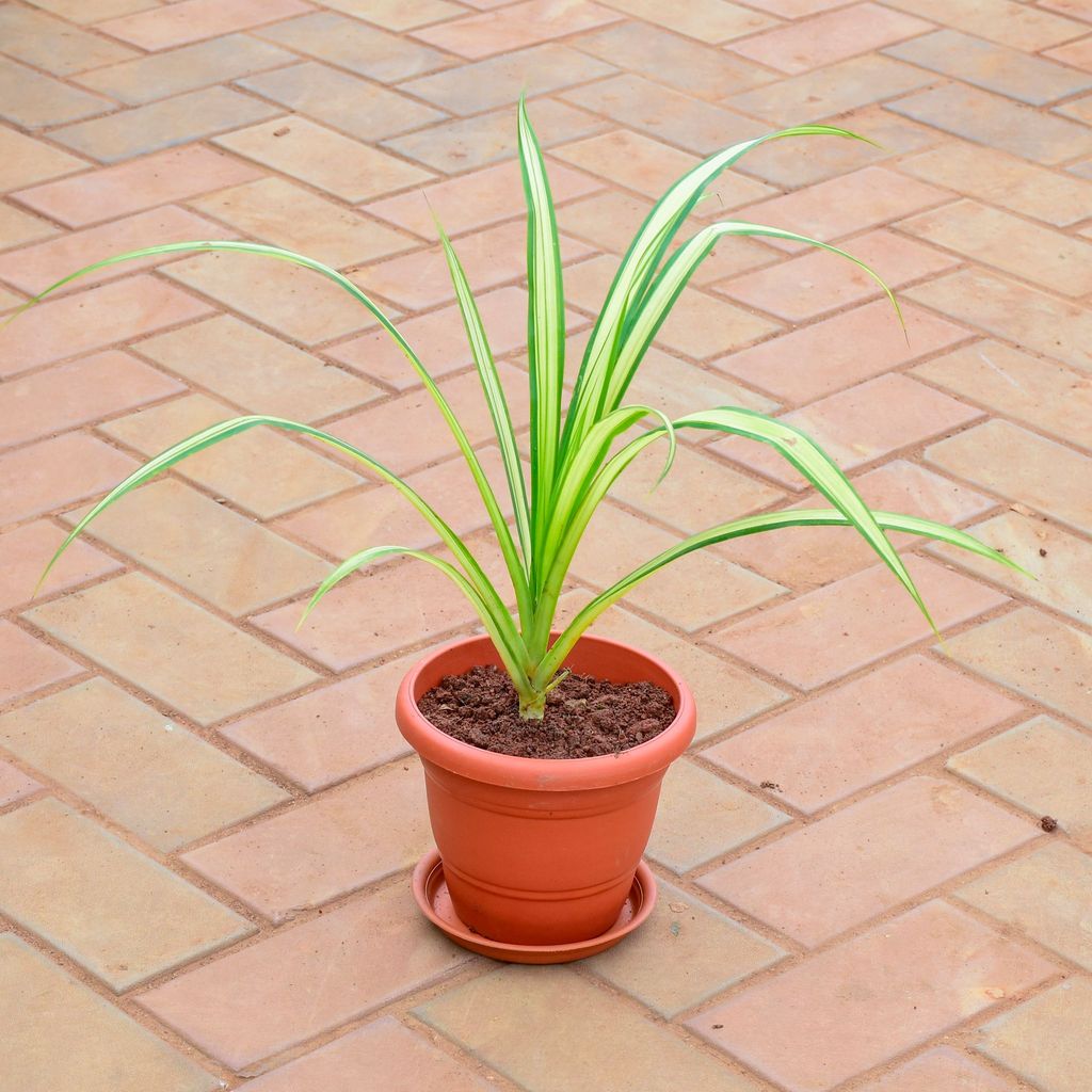 Buy Spider in 7 Inch Classy Red Plastic Pot with Tray Online | Urvann.com Pandanus / Screwpine in 7 Inch Classy Red Plastic Pot with Tray