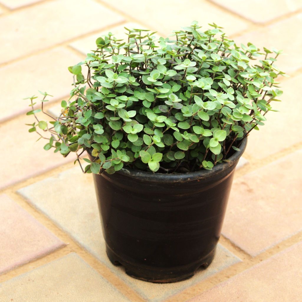 Buy Turtle Vine Black in 5 Inch Nursery Pot Online | Urvann.com Turtle Vine Black in 5 Inch Nursery Pot