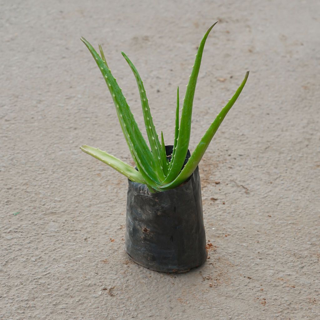 Aloe Vera in 4 Inch Nursery Bag