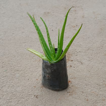 Buy Aloe Vera in 4 Inch Nursery Bag Online | Urvann.com