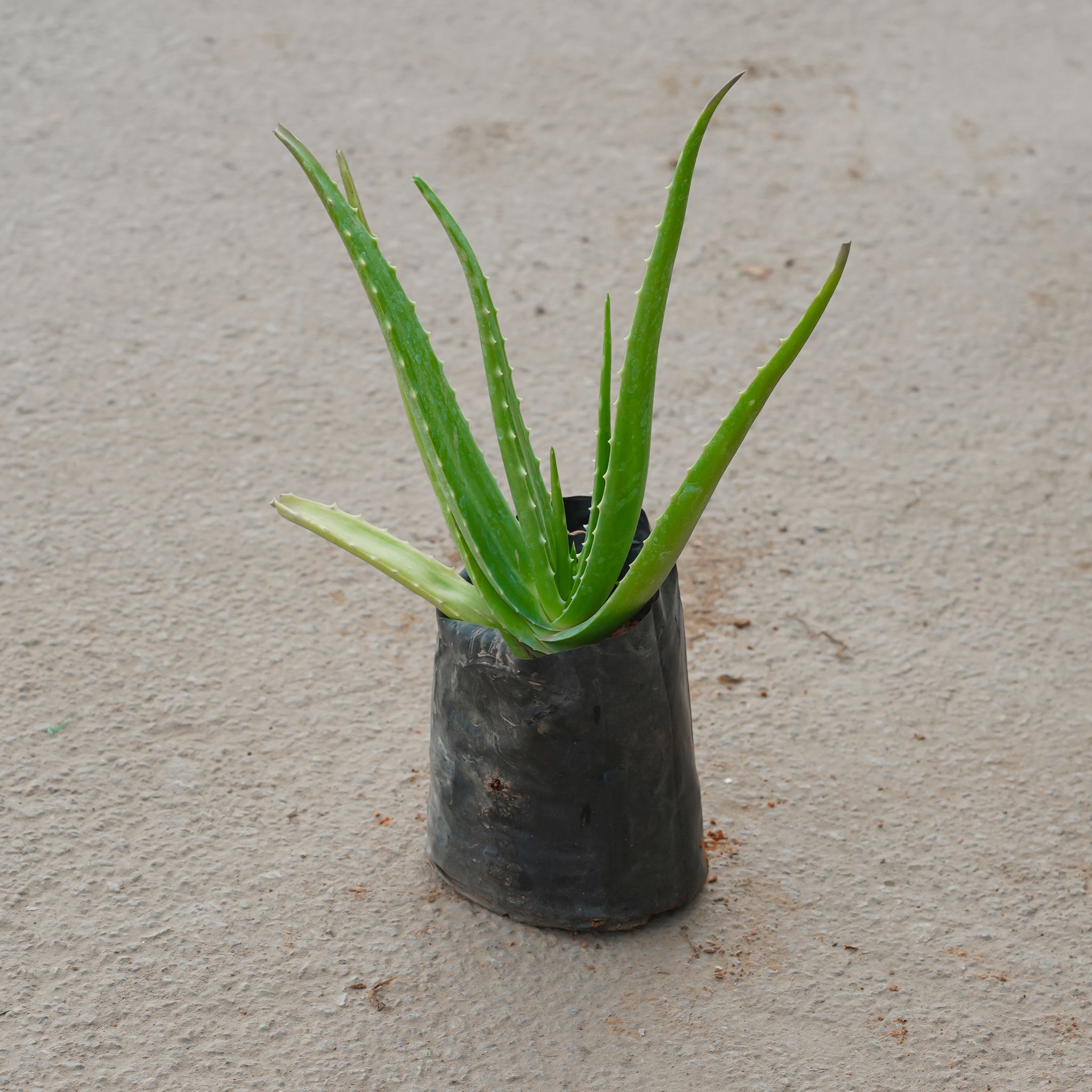 Aloe Vera in 4 Inch Nursery Bag