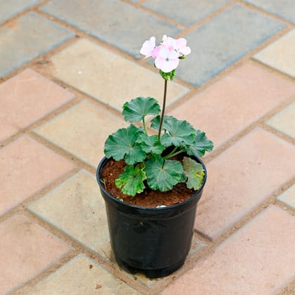 Buy Geranium Light Pink in 4 Inch Nursery Pot Online | Urvann.com