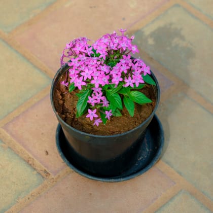 Buy Pentas Pink in 5 Inch Nursery Pot With Tray Online | Urvann.com