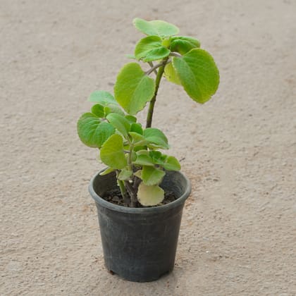 Buy Ajwain Plant in 5 Inch Nursery Pot Online | Urvann.com
