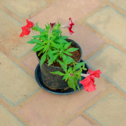Buy Petunia Red in 4 Inch Nursery Pot With Tray Online | Urvann.com