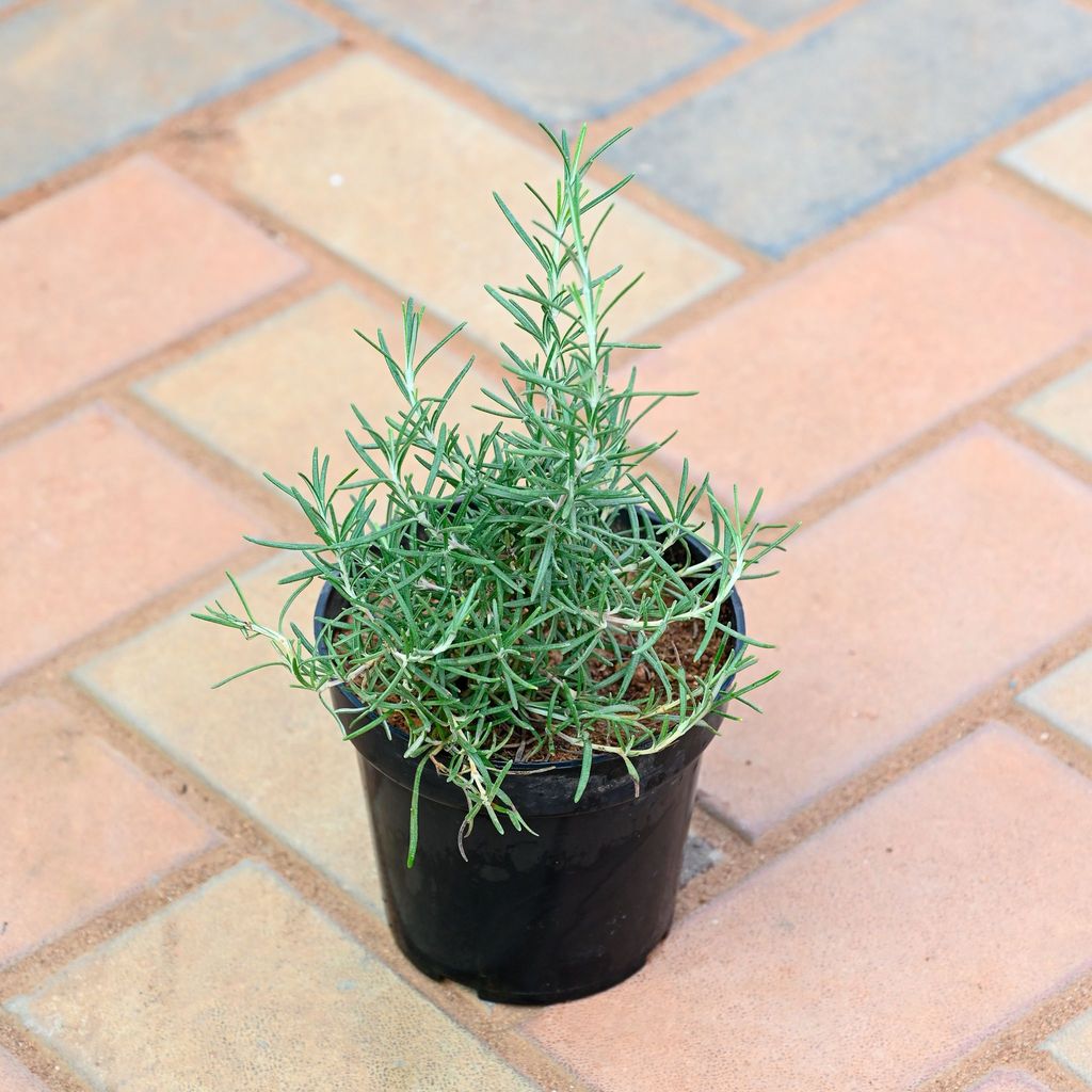 Buy Rosemary in 4 Inch Nursery Pot Online | Urvann.com Rosemary in 4 Inch Nursery Pot