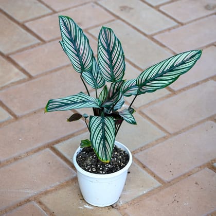 Calathea Vittata in 4 Inch Nursery Pot