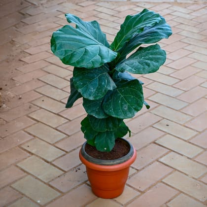 Fiddle Leaf Fig / Ficus Lyrata ( ~ 2 Ft) in 9 Inch Classy Red Plastic Pot