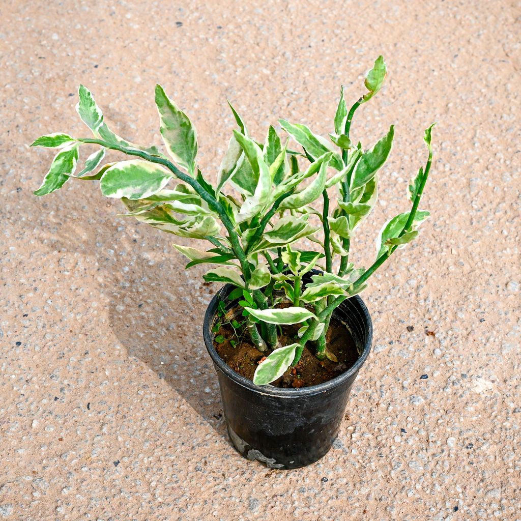 Buy Pedilianthus / Devil's Backbone in 5 Inch Nursery Pot Online | Urvann.com Pedilianthus / Devil's Backbone in 5 Inch Nursery Pot