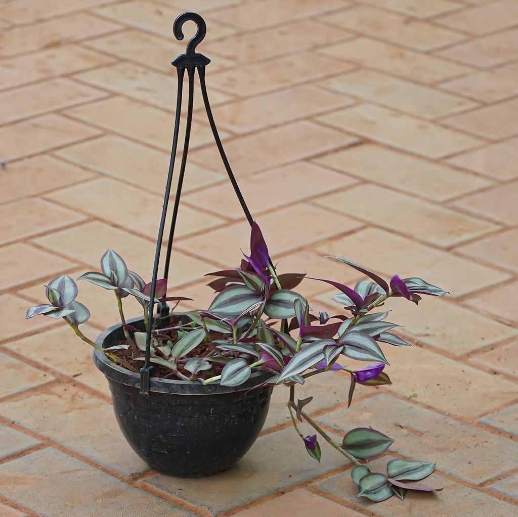 Buy Wandering Jew in 6 Inch Black Hanging Basket Online | Urvann.com Wandering Jew in 6 Inch Black Hanging Basket