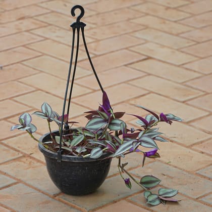 Buy Wandering Jew in 6 Inch Black Hanging Basket Online | Urvann.com