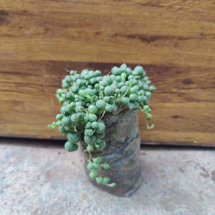 Buy String Of Pearls Succulent in 3 Inch Nursery Bag Online | Urvann.com