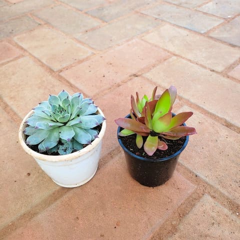 Set of 2 - Succulents (Red Pagoda & Echeveria - Elegan / Vishnu Kamal) in 3 Inch Nursery Pot