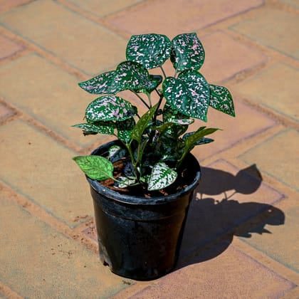Buy Hypoestes / Polka Dot (Any Colour) in 4 Inch Nursery Pot Online | Urvann.com