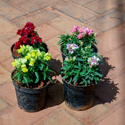 Buy Set of 4 - Antirrhinum Majus / Dog Flower (Any Colour) in 4 Inch Nursery bag Online | Urvann.com