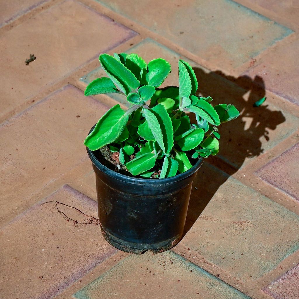 Buy Ajwain in 4 Inch Nursery Pot Online | Urvann.com Ajwain / Carrom Seed's Plant in 4 Inch Nursery Pot