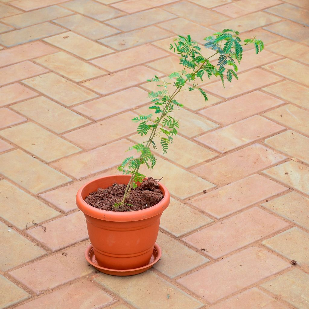 Buy Holy Shami Plant in 7 Inch Classy Red Plastic Pot with Tray Online | Urvann.com Holy Shami Plant in 7 Inch Classy Red Plastic Pot with Tray