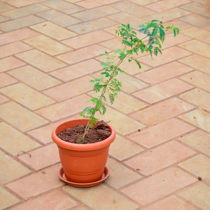 Buy Holy Shami Plant in 7 Inch Classy Red Plastic Pot with Tray Online | Urvann.com