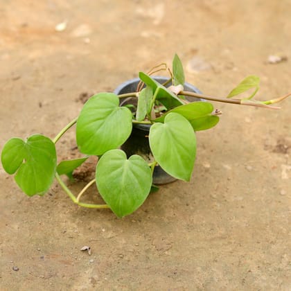 Buy Oxycardium Green in 4 Inch Black Nursery Pot Online | Urvann.com