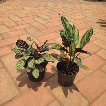 Buy Set of 2 - Calathea Pin- Stripe & Peacock Plant in 4 Inch Plastic Pot Online | Urvann.com