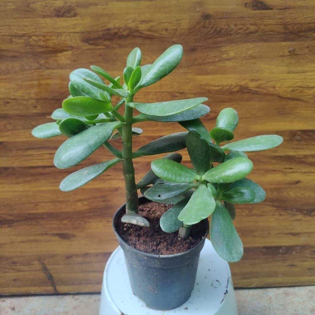 Buy Crassula Ovata Succulent in 4 Inch Plastic Pot Online | Urvann.com Crassula Ovata Succulent in 4 Inch Nursery Pot