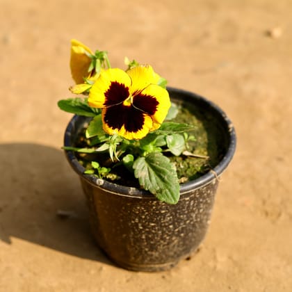 Buy Pansy (any colour) in 6 Inch Nursery Pot Online | Urvann.com