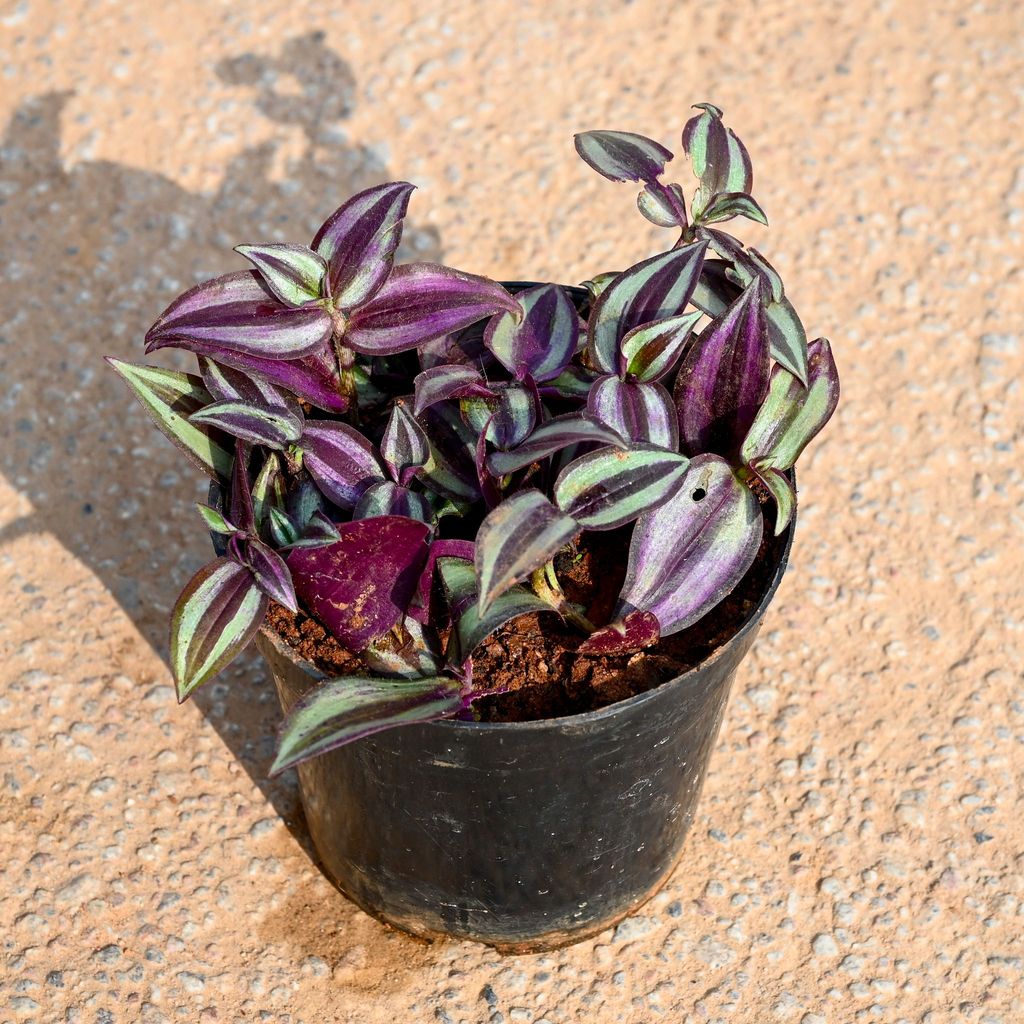 Wandering Jew  in 5 Inch Nursery Pot