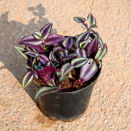 Buy Wandering Jew  in 5 Inch Nursery Pot Online | Urvann.com