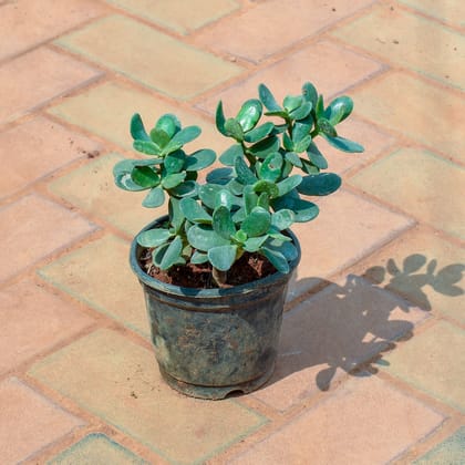 Buy Crassula Ovata Succulent in 5 Inch Nursery Pot Online | Urvann.com