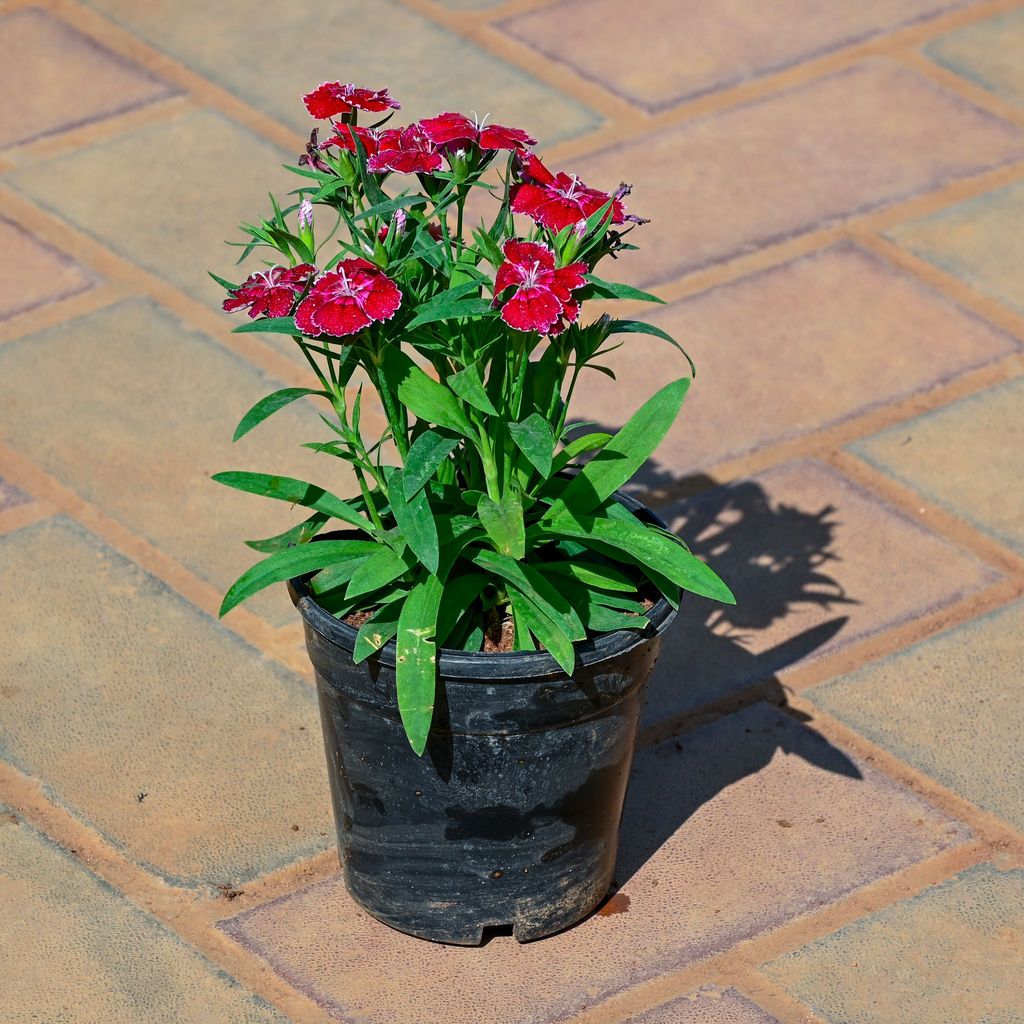 Buy Dianthus (Any Colour) in 4 Inch Nursery Pot Online | Urvann.com Dianthus (Any Colour) in 4 Inch Nursery Pot