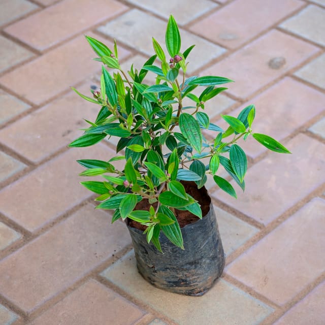 Melostroma in 5 Inch Nursery bag
