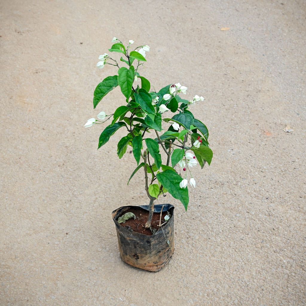 Buy Bleeding Heart (any colour) in 4 Inch Nursery Bag Online | Urvann.com Bleeding Heart (any colour) in 4 Inch Nursery Bag