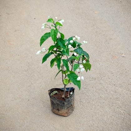 Buy Bleeding Heart (any colour) in 4 Inch Nursery Bag Online | Urvann.com