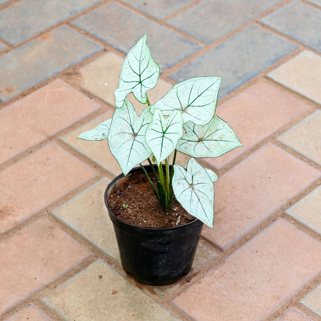 Caladium White in 5 Inch Nursery Pot Caladium White in 5 Inch Nursery Pot