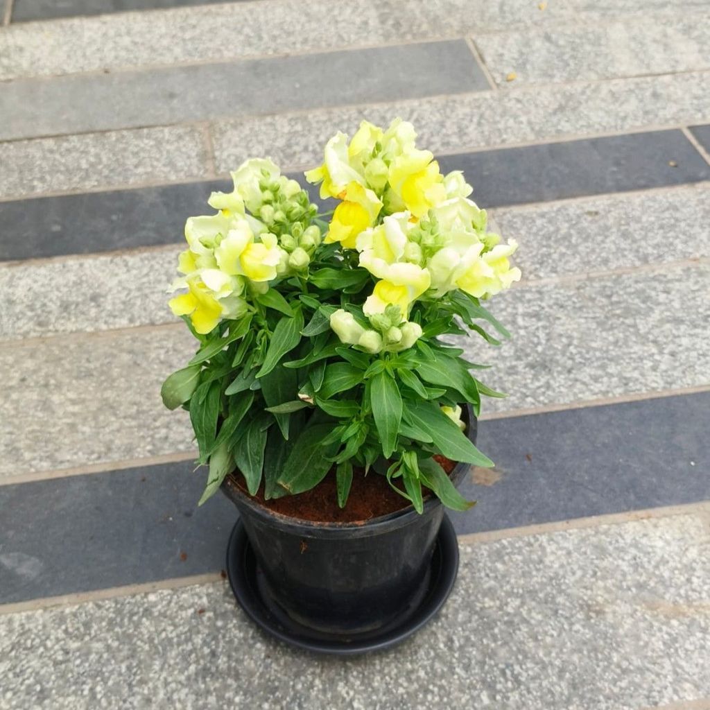 Buy Dog Flower / Antirrhinum Majus / Snapdragon Yellow in 5 Inch Nursery Pot with Tray in 5 Inch Nursery Bag Online | Urvann.com Dog Flower / Antirrhinum Majus / Snapdragon Yellow in 5 Inch Nursery Pot with Tray