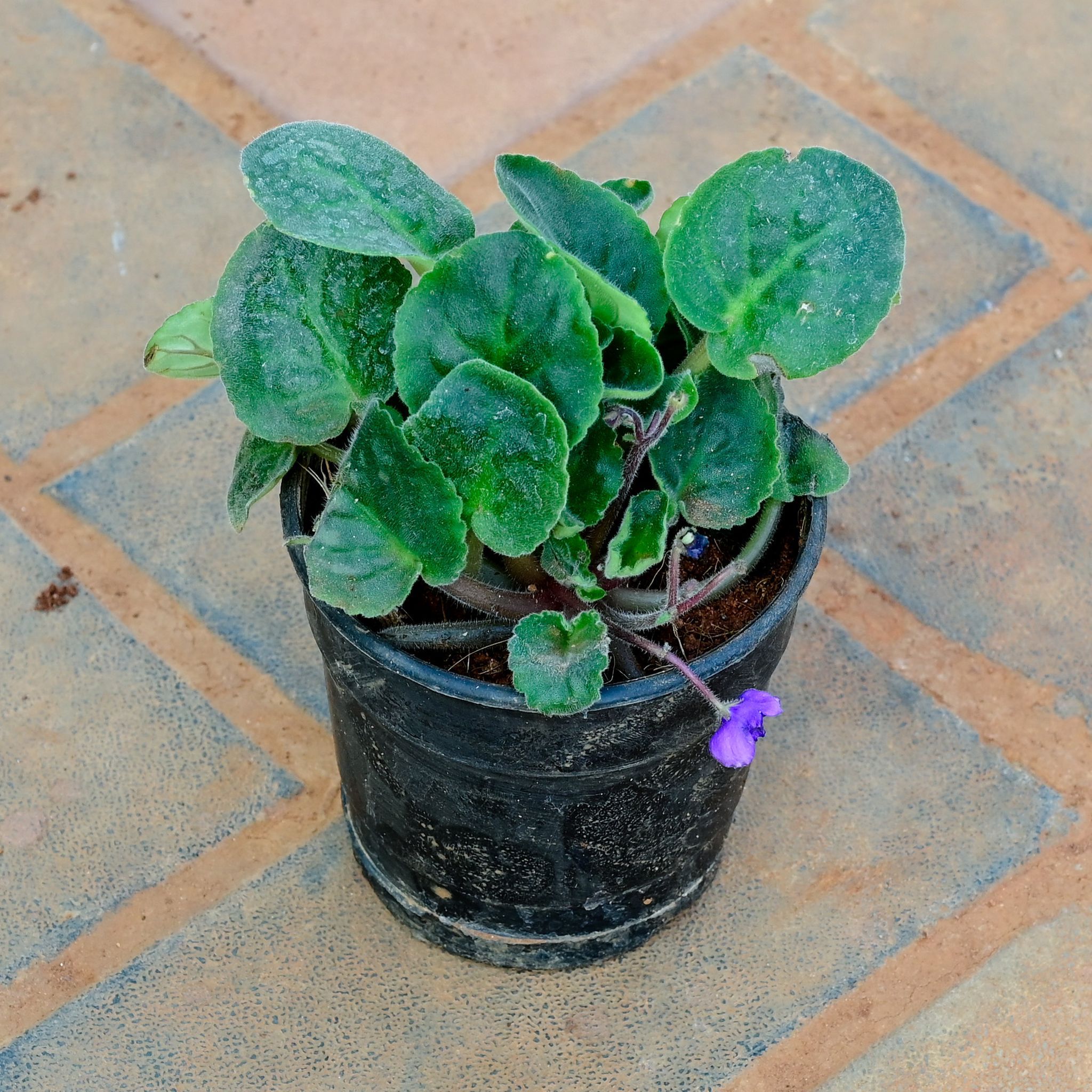 African Violets in 4 Inch Nursery Pot