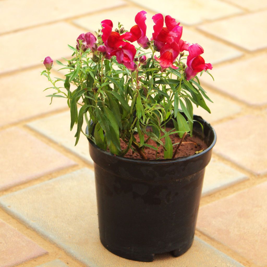 Buy Antirrhinum Majus / Dog Plant Red in 4 Inch Nursery Pot Online | Urvann.com Antirrhinum Majus / Dog Plant Red in 4 Inch Nursery Pot