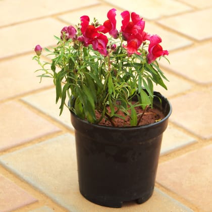 Buy Antirrhinum Majus / Dog Plant Red in 4 Inch Nursery Pot Online | Urvann.com