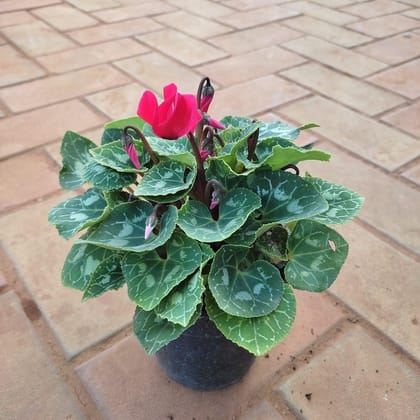 Buy Begonia Variegated Red in 5 Inch Plastic Pot Online | Urvann.com