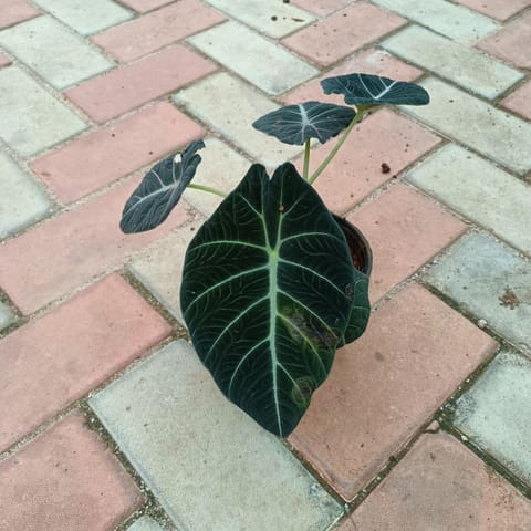 Alocasia Black Velvet in 6 Inch Nursery Pot