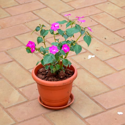Balsam Pink in 7 Inch Classy Red Plastic Pot with Tray