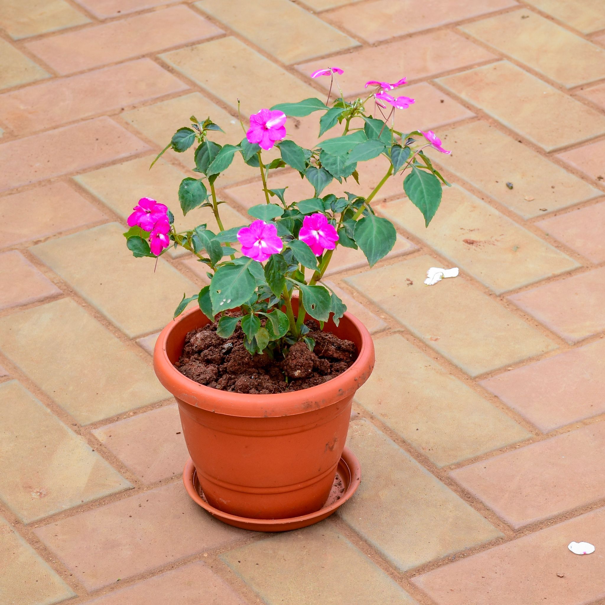 Balsam Pink in 7 Inch Classy Red Plastic Pot with Tray