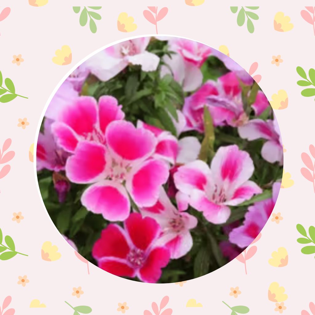 Free Gift - Clarkia Mix Flowers seeds - Excellent Germination - Flash Sale Free Gift - Clarkia Mix Flowers seeds - Excellent Germination - Flash Sale