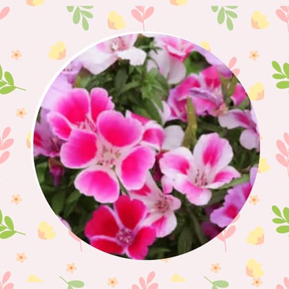 Free Gift - Clarkia Mix Flowers seeds - Excellent Germination - Flash Sale