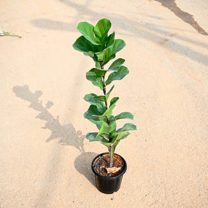 Buy Fiddle Leaf Fig / Ficus Lyrata in 8 Inch Nursery Pot Online | Urvann.com