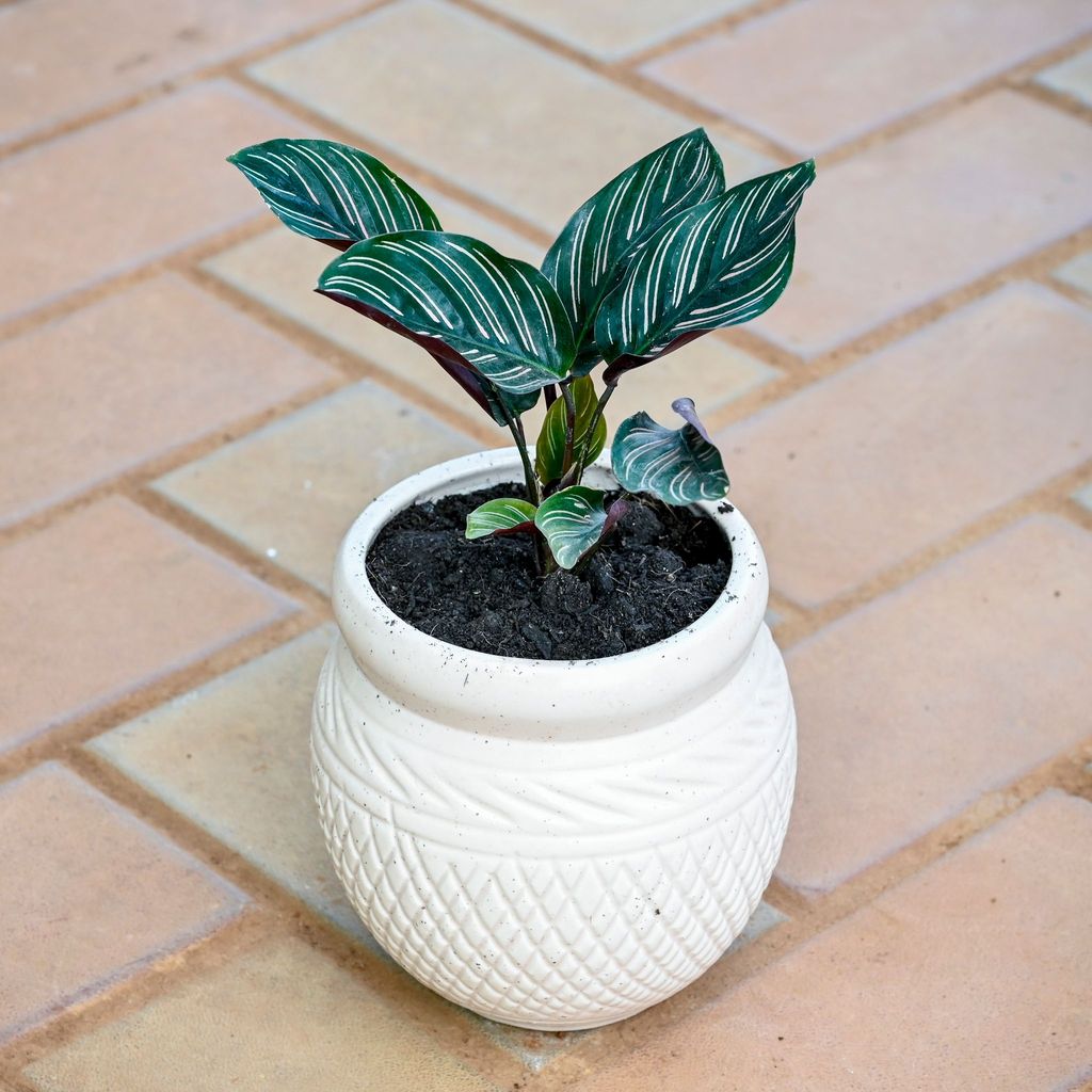 Calathea Pin Stripe in 5 Inch White Matki Textured Ceramic Pot Calathea Pin Stripe in 5 Inch White Matki Textured Ceramic Pot